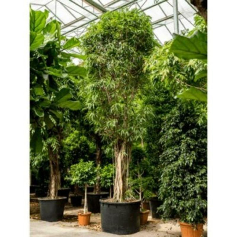 Ficus Maclellandii 'alii' - Jungle Boom 640-650cm art44994