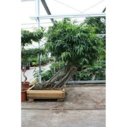 Ficus Maclellandii 'alii' - Jungle Boom 640-650cm art44994