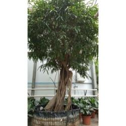 Ficus Maclellandii 'alii' - Jungle Boom 640-650cm art44994