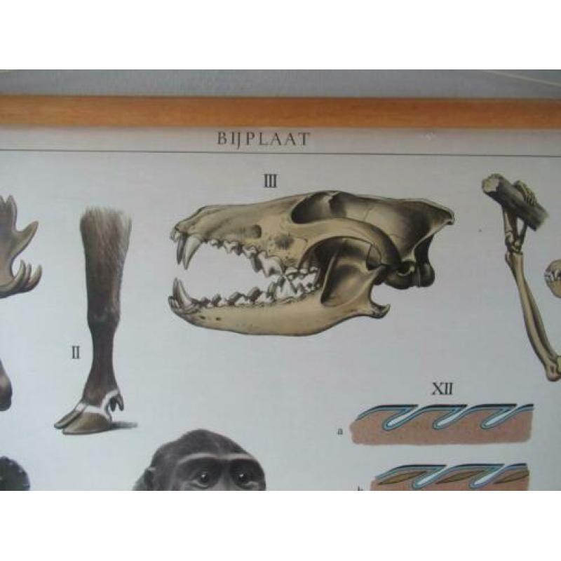 Schoolkaart Anatomische dieren in het wild,Borneo, Siberië