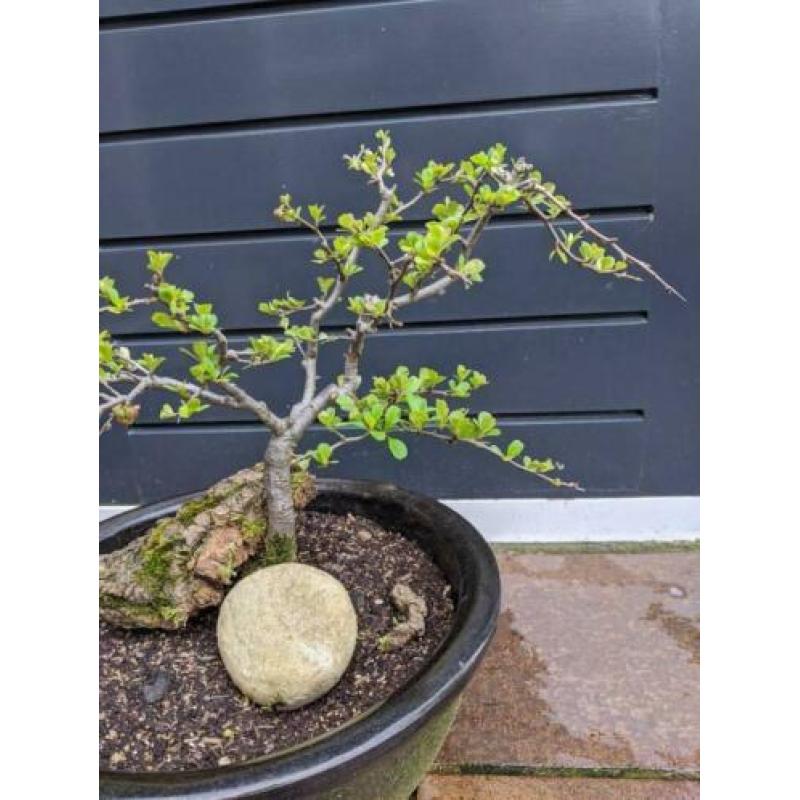 Bonsai pre, Japanse Quitte met bloesem