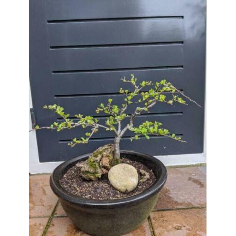 Bonsai pre, Japanse Quitte met bloesem